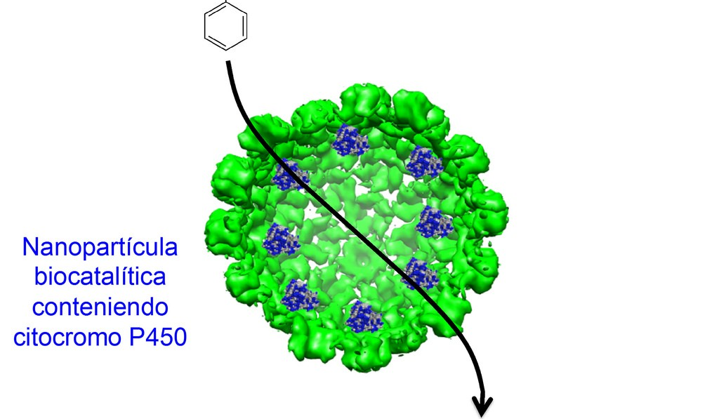 nanopartícula biocatalítica conteniendo citocromo p450