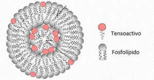 Suspensión de estructuras nanométricas cargadas con un derivado lactónico y método para obtener la misma